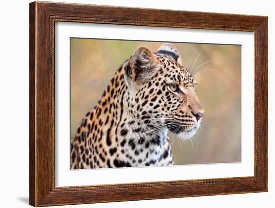 Leopard-Howard Ruby-Framed Photographic Print