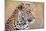 Leopard-Howard Ruby-Mounted Photographic Print