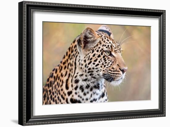 Leopard-Howard Ruby-Framed Photographic Print