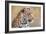 Leopard-Howard Ruby-Framed Photographic Print