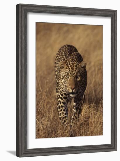 Leopard-DLILLC-Framed Premium Photographic Print