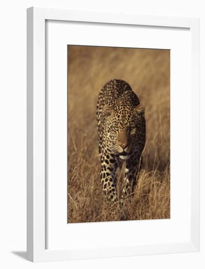 Leopard-DLILLC-Framed Premium Photographic Print