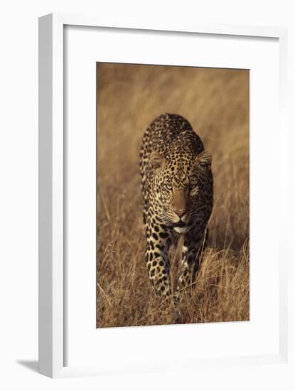 Leopard-DLILLC-Framed Premium Photographic Print