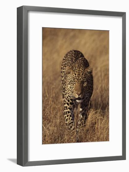 Leopard-DLILLC-Framed Premium Photographic Print