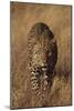 Leopard-DLILLC-Mounted Premium Photographic Print