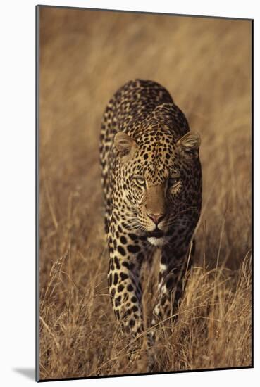 Leopard-DLILLC-Mounted Premium Photographic Print