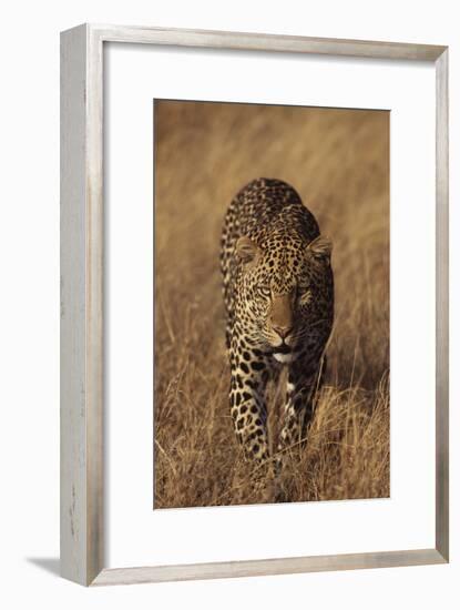 Leopard-DLILLC-Framed Premium Photographic Print