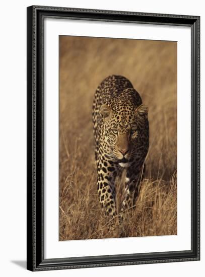 Leopard-DLILLC-Framed Photographic Print