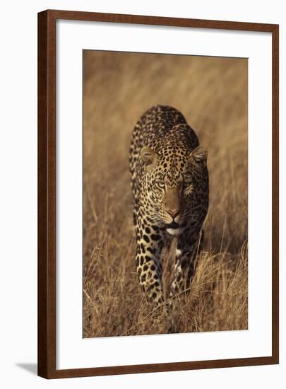 Leopard-DLILLC-Framed Photographic Print
