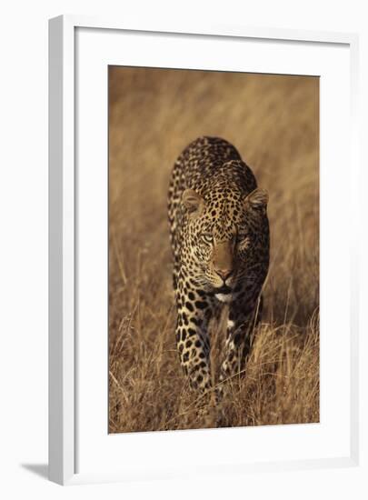 Leopard-DLILLC-Framed Photographic Print