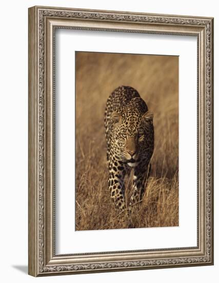 Leopard-DLILLC-Framed Photographic Print