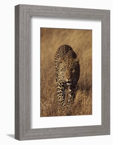 Leopard-DLILLC-Framed Photographic Print