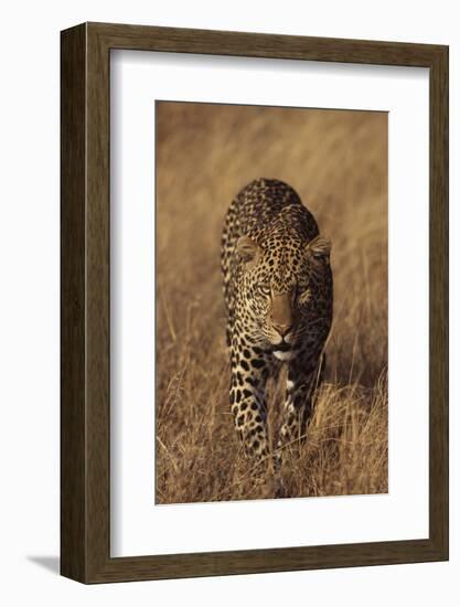 Leopard-DLILLC-Framed Photographic Print