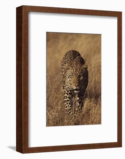 Leopard-DLILLC-Framed Photographic Print