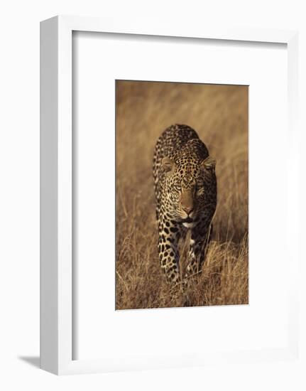 Leopard-DLILLC-Framed Photographic Print