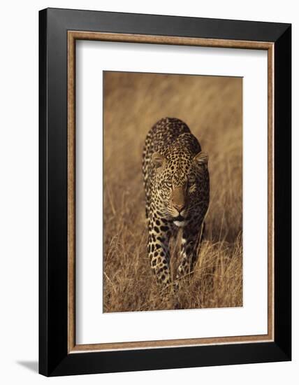 Leopard-DLILLC-Framed Photographic Print