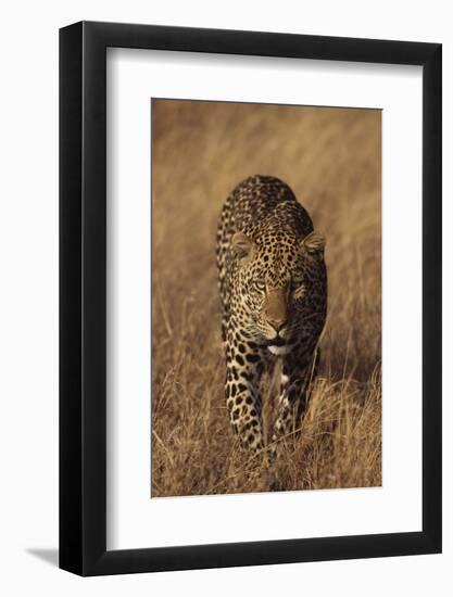 Leopard-DLILLC-Framed Photographic Print