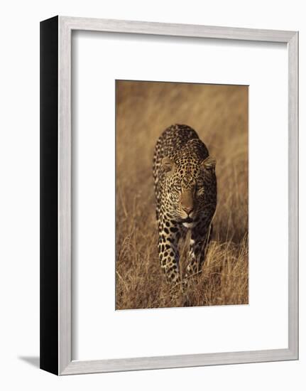 Leopard-DLILLC-Framed Photographic Print