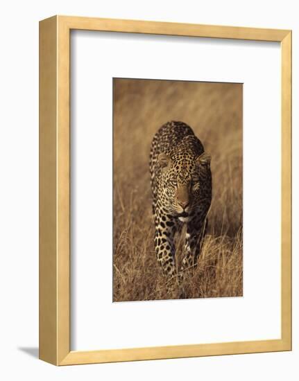 Leopard-DLILLC-Framed Photographic Print