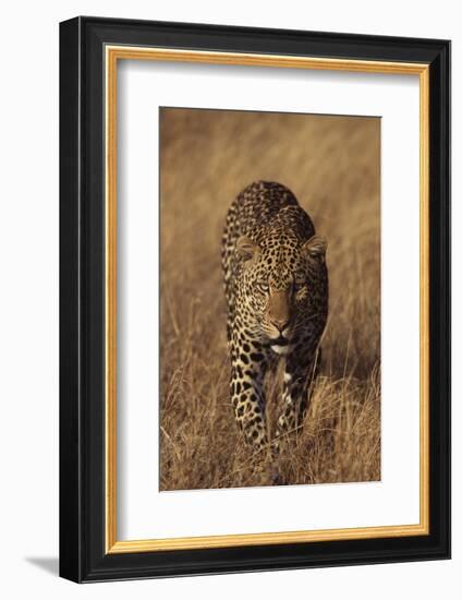 Leopard-DLILLC-Framed Photographic Print