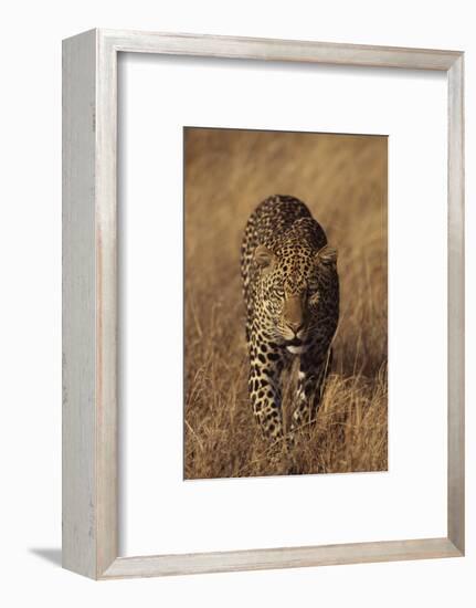 Leopard-DLILLC-Framed Photographic Print