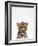 Leopard-Tai Prints-Framed Photographic Print