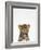 Leopard-Tai Prints-Framed Photographic Print