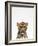 Leopard-Tai Prints-Framed Photographic Print