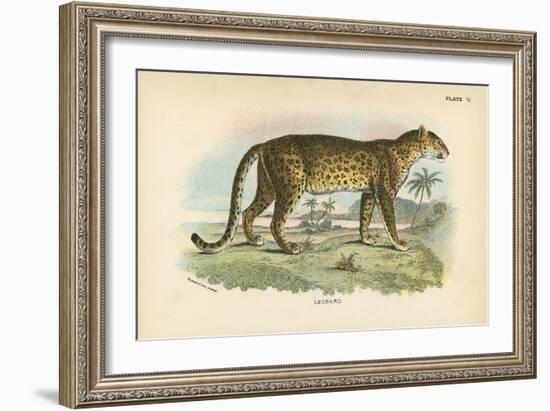 Leopard-English School-Framed Giclee Print