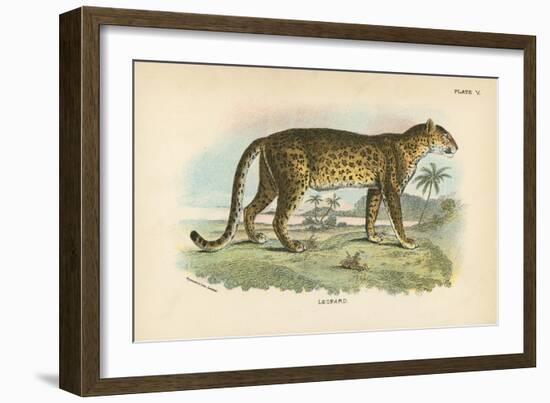 Leopard-English School-Framed Giclee Print