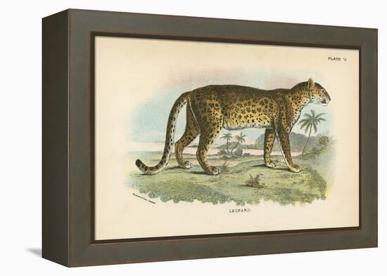 Leopard-English School-Framed Premier Image Canvas