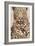 Leopard-Andrew Cooper-Framed Art Print