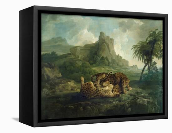 Leopards at Play, c.1763-8-George Stubbs-Framed Premier Image Canvas