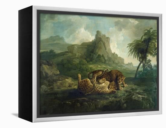 Leopards at Play, c.1763-8-George Stubbs-Framed Premier Image Canvas