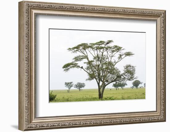 Leopards Sitting in a Yellow Acacia Tree, Ngorongoro Area, Tanzania-James Heupel-Framed Photographic Print