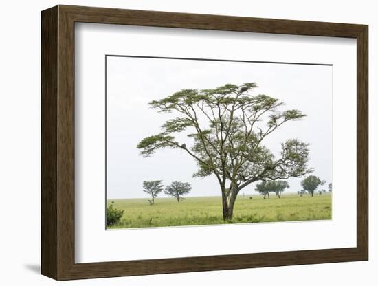 Leopards Sitting in a Yellow Acacia Tree, Ngorongoro Area, Tanzania-James Heupel-Framed Photographic Print