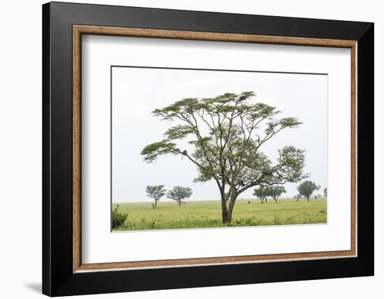 Leopards Sitting in a Yellow Acacia Tree, Ngorongoro Area, Tanzania-James Heupel-Framed Photographic Print