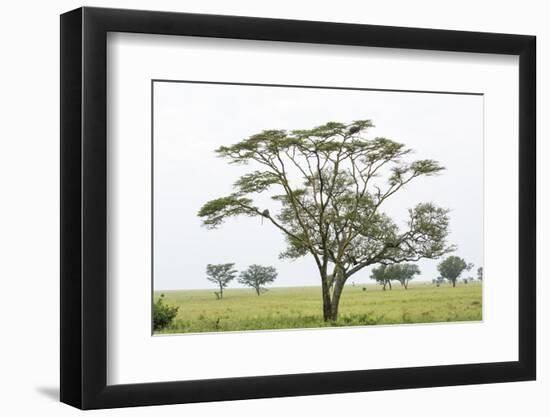 Leopards Sitting in a Yellow Acacia Tree, Ngorongoro Area, Tanzania-James Heupel-Framed Photographic Print