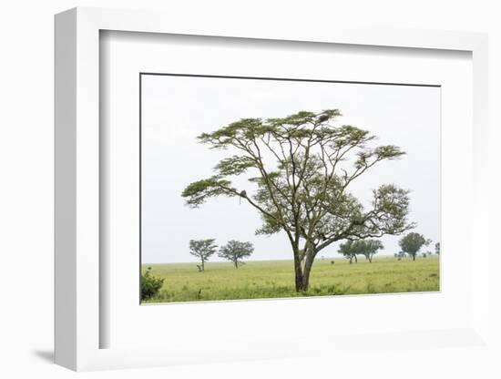 Leopards Sitting in a Yellow Acacia Tree, Ngorongoro Area, Tanzania-James Heupel-Framed Photographic Print