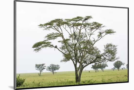 Leopards Sitting in a Yellow Acacia Tree, Ngorongoro Area, Tanzania-James Heupel-Mounted Photographic Print