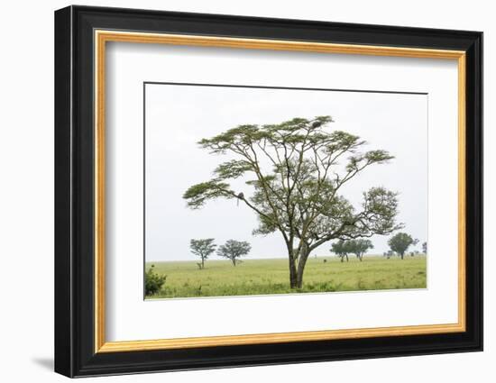 Leopards Sitting in a Yellow Acacia Tree, Ngorongoro Area, Tanzania-James Heupel-Framed Photographic Print