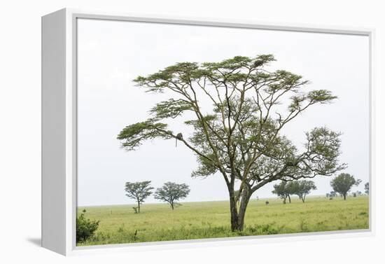 Leopards Sitting in a Yellow Acacia Tree, Ngorongoro Area, Tanzania-James Heupel-Framed Premier Image Canvas