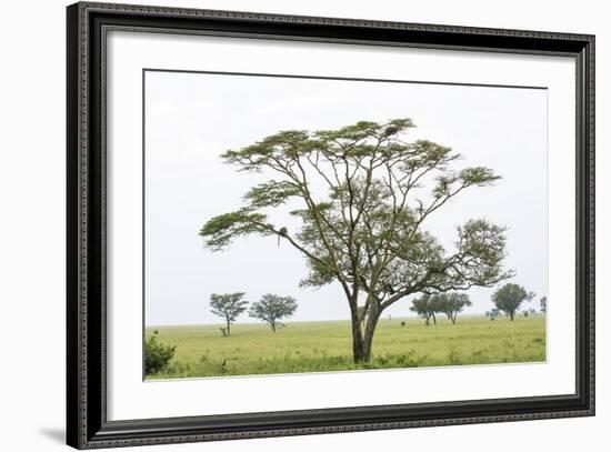 Leopards Sitting in a Yellow Acacia Tree, Ngorongoro Area, Tanzania-James Heupel-Framed Photographic Print