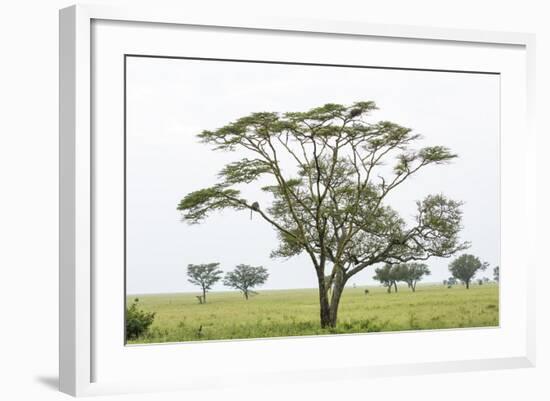 Leopards Sitting in a Yellow Acacia Tree, Ngorongoro Area, Tanzania-James Heupel-Framed Photographic Print