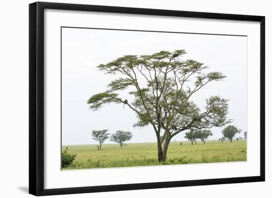 Leopards Sitting in a Yellow Acacia Tree, Ngorongoro Area, Tanzania-James Heupel-Framed Photographic Print