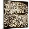 Leopards-Darren Davison-Mounted Art Print