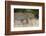 Leoprard (Panthera pardus), Savuti, Chobe National Park, Botswana, Africa-Sergio Pitamitz-Framed Photographic Print