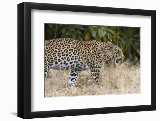 Leoprard (Panthera pardus), Savuti, Chobe National Park, Botswana, Africa-Sergio Pitamitz-Framed Photographic Print