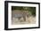 Leoprard (Panthera pardus), Savuti, Chobe National Park, Botswana, Africa-Sergio Pitamitz-Framed Photographic Print