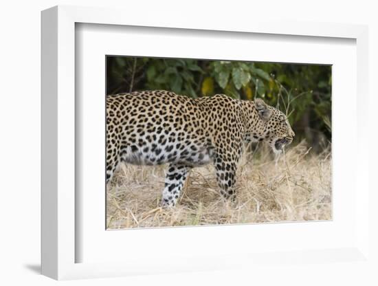 Leoprard (Panthera pardus), Savuti, Chobe National Park, Botswana, Africa-Sergio Pitamitz-Framed Photographic Print